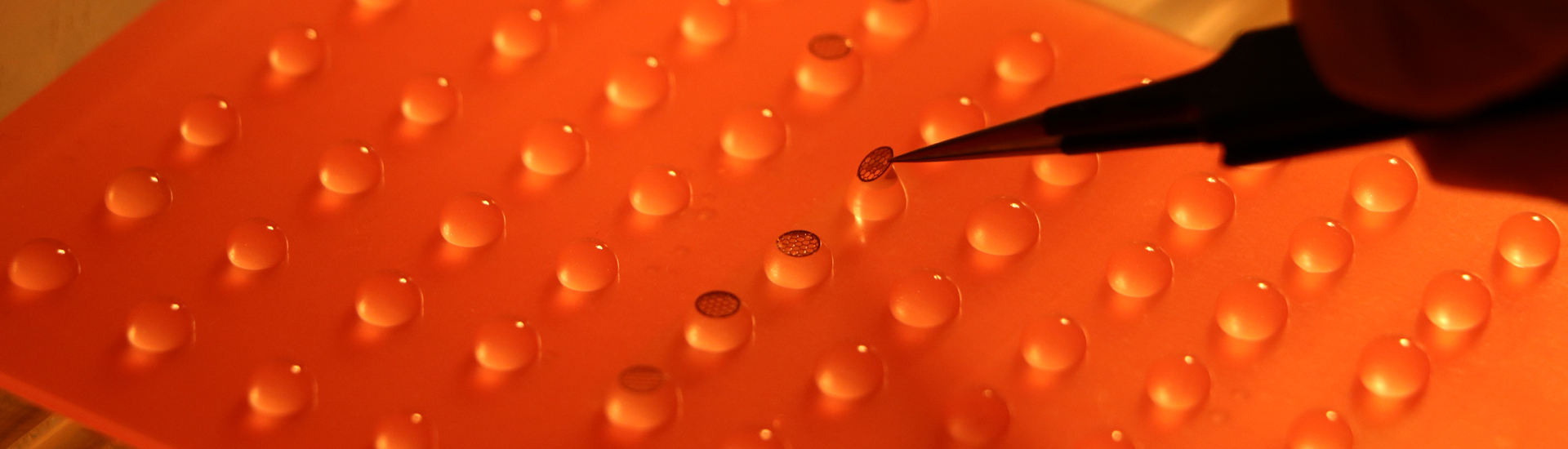 與恐懼記憶相關的突觸特異性變化